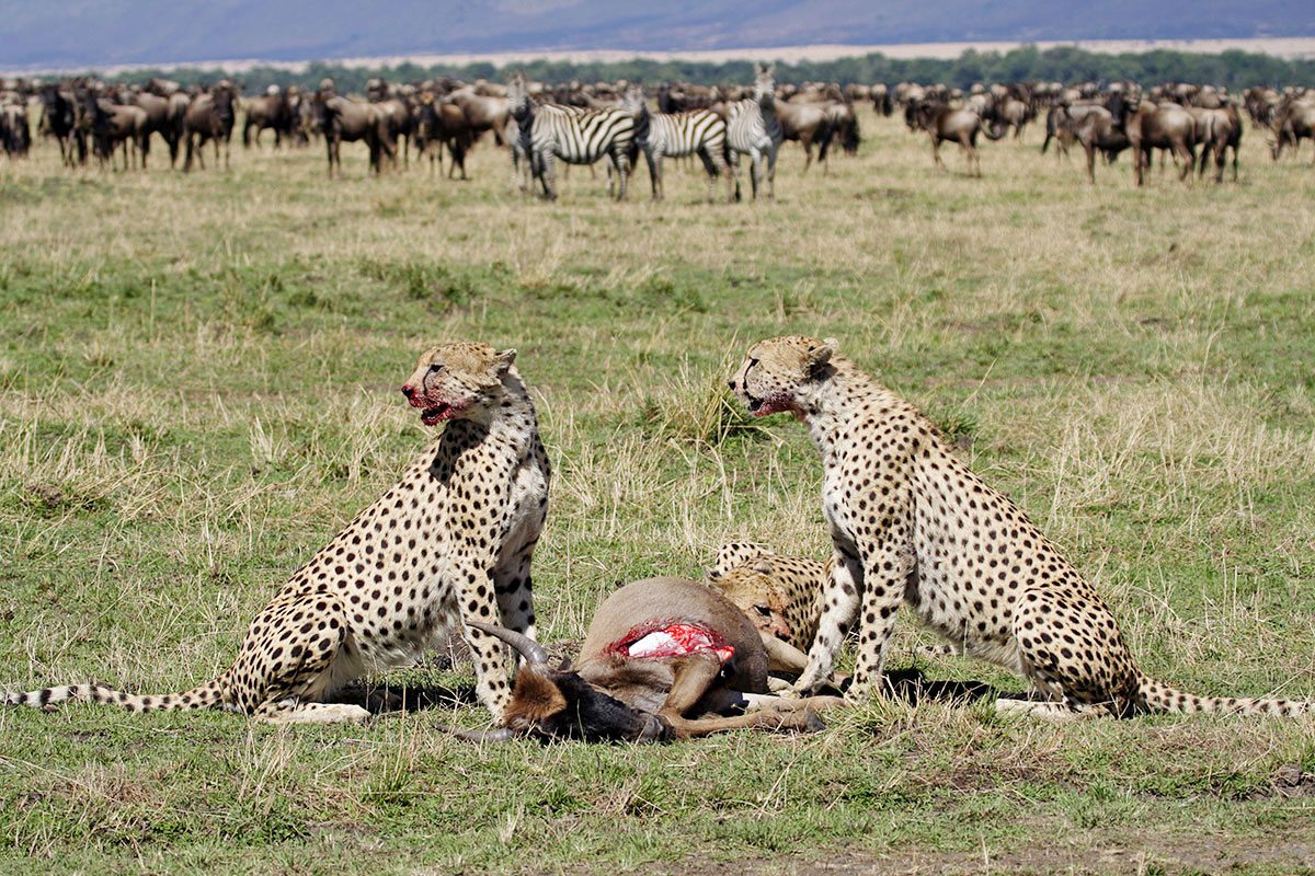 V Serengeti si všichni přijdou na své...