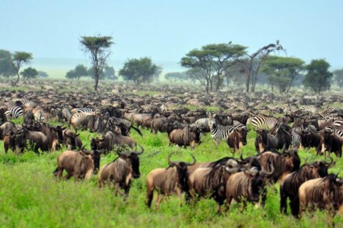 4-Days Serengeti Migration Safari