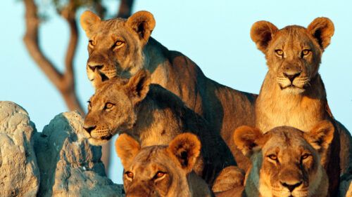5 Day Tanzania Wildlife Safari Family Tour