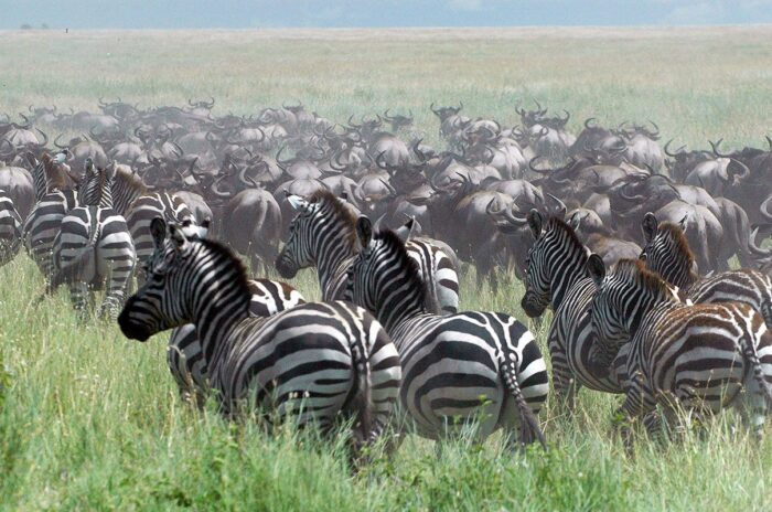 5-Days Serengeti Migration Safari