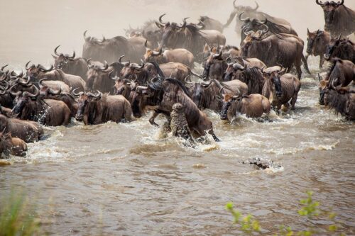 7-Days Serengeti Migration Safari