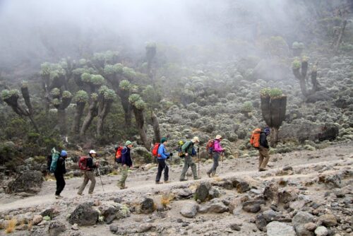 Lemosho Route 7 Days Kilimanjaro Climbing