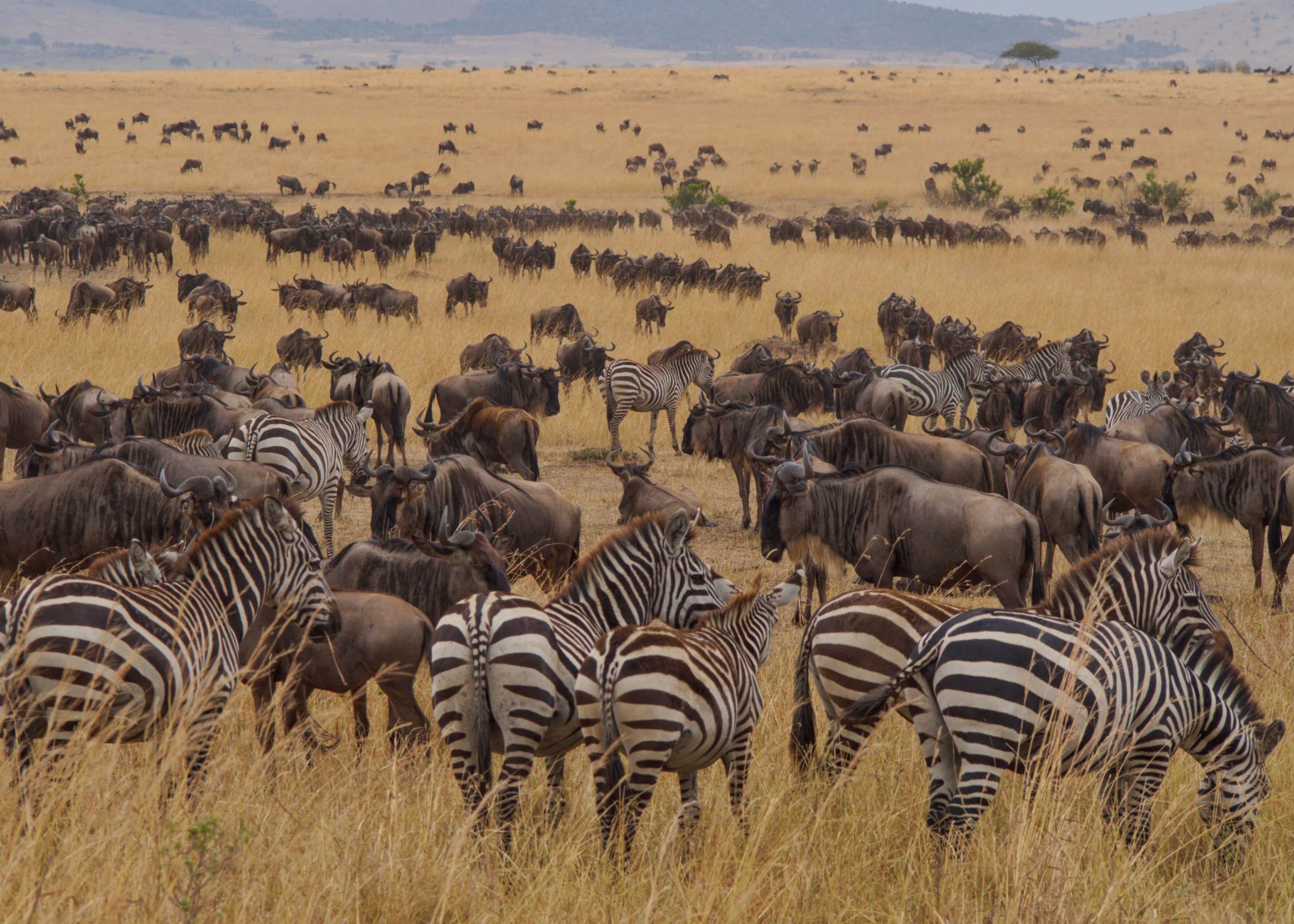 Migration Safari in Mara River Serengeti Park