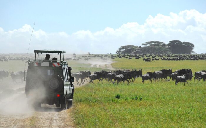 Movement of Serengeti Wildebeest Migration