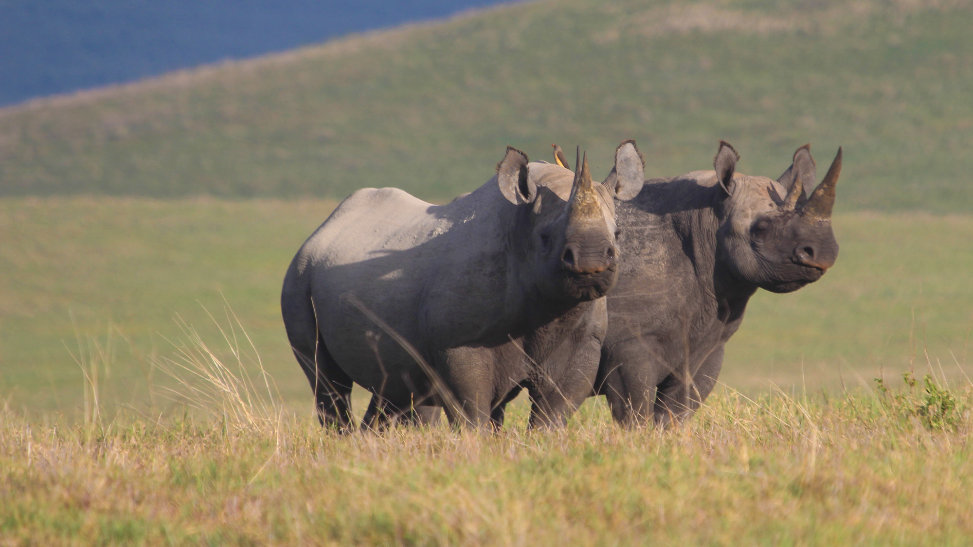 Ngorongoro Crater