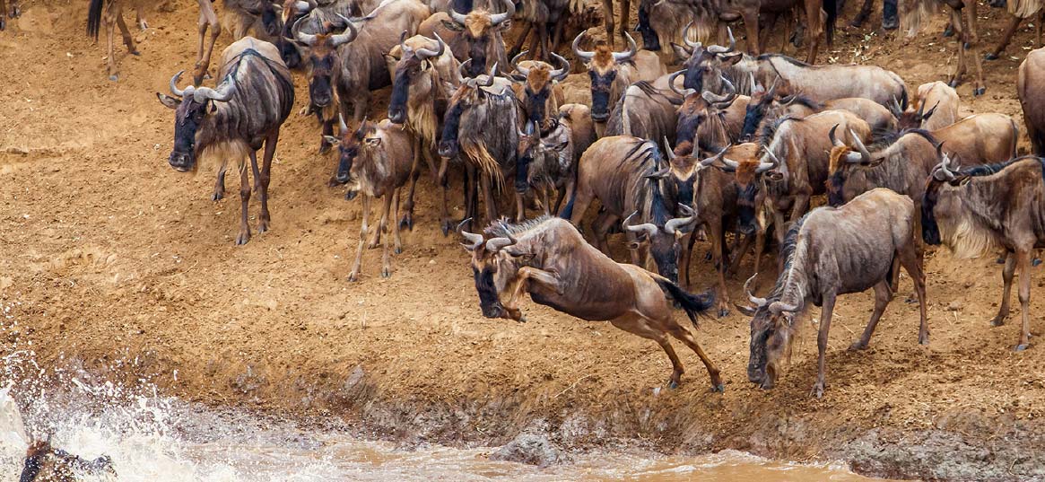 Northern Serengeti Migration Safari