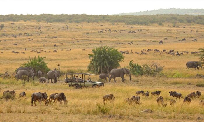 SERENGETI SAFARI WILDEBEEST MIGRATION 5 DAYS