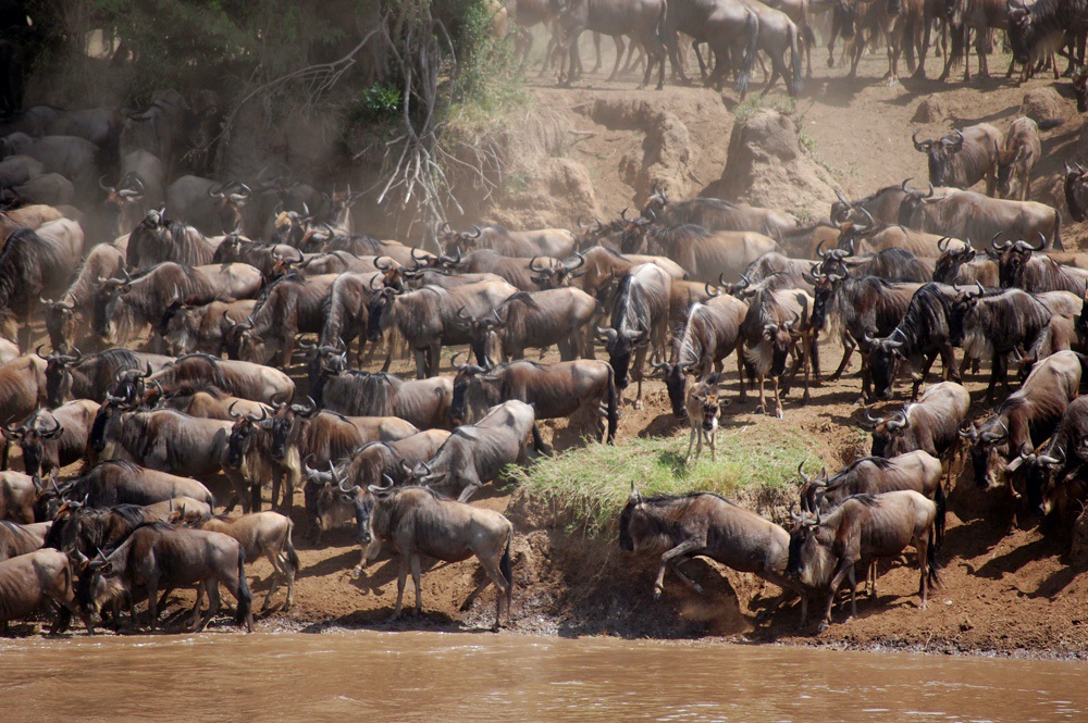 SERENGETI WILDEBEEST MIGRATION 6 DAYS SAFARI