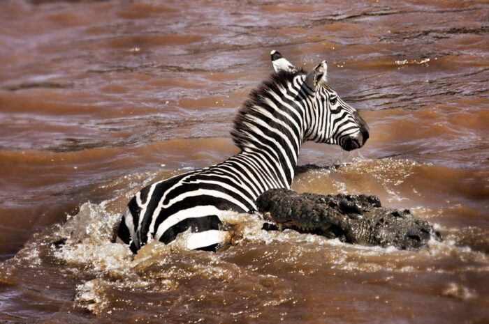 Serengeti Wildebeest Migration Safari