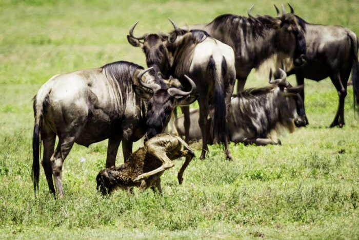 Serengeti Wildebeest Migration Tours 6 Days