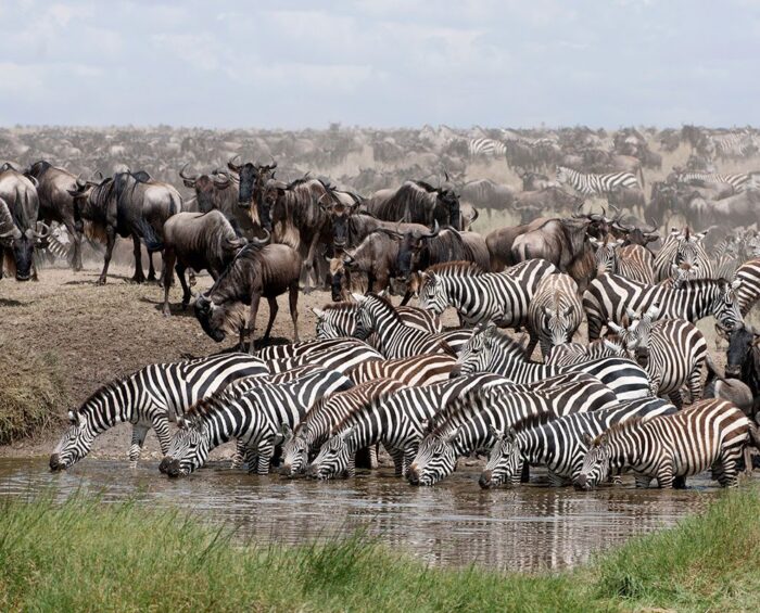 Serengeti Wilds 10-Day Wildebeest Migration