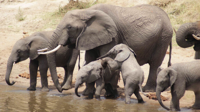 Tarangire National Park